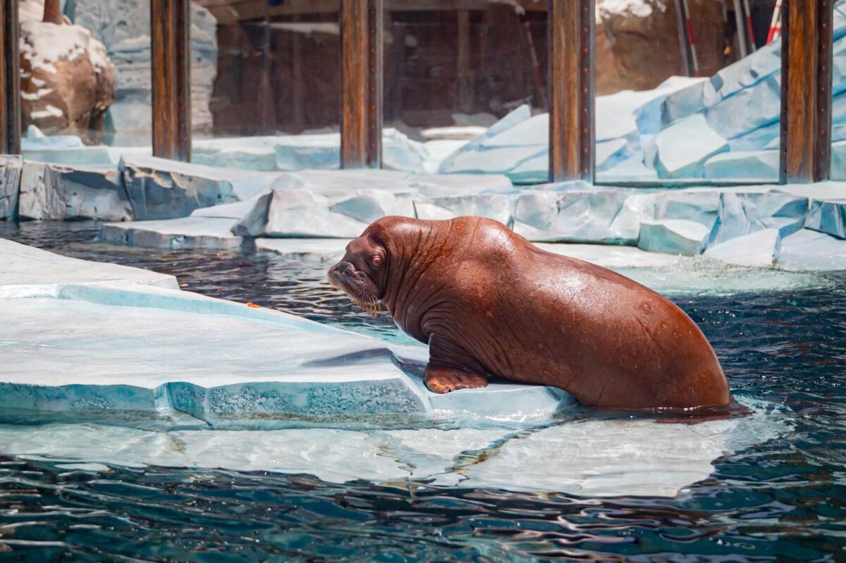 فظ ينظر إلى الكاميرا في عالم القطب الشمالي في SeaWorld Abu Dhabi.