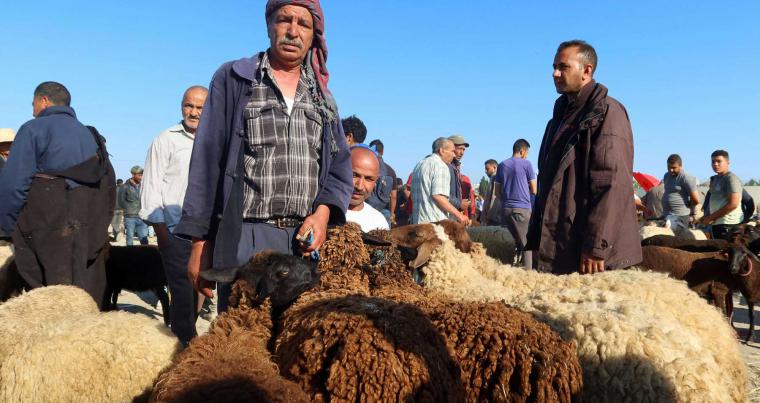 مربي أغنام تونسي ينتظر زبائنه في سوق للماشية في برج العامري قبل عيد الأضحى ، تونس.  (رويترز)