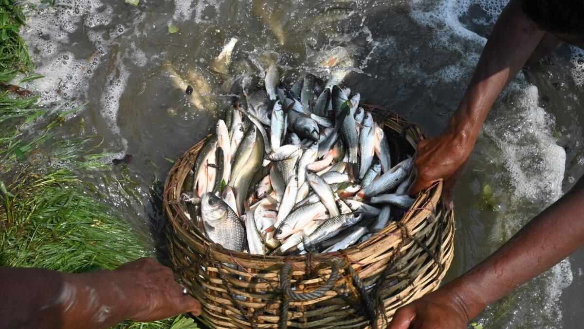 يستعد Fshermen لإطلاق الأسماك في تجمع مائي أكبر لمزيد من النمو في منطقة East Calcutta Wetlands في كولكاتا.  - وكالة فرانس برس