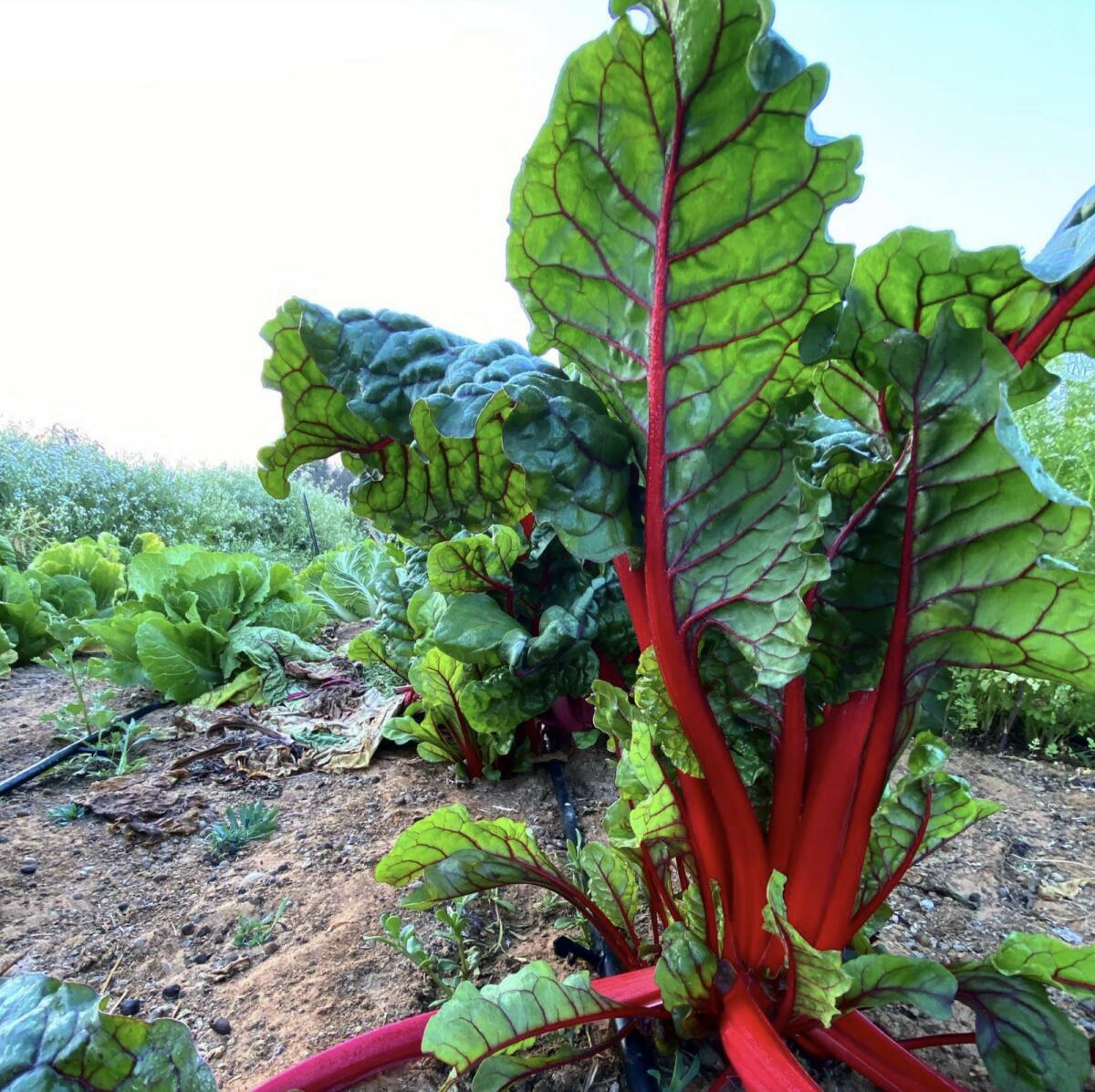 الصورة: the.organicfarm/Instagram