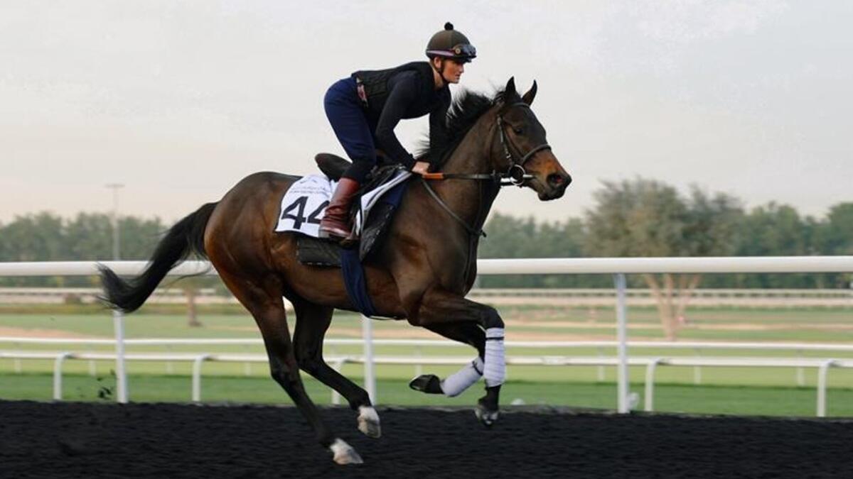 حب النجوم خلال المزيد من مضمار سباق الخيل في ميدان.  - صور - جمهورية الكونغو الديمقراطية