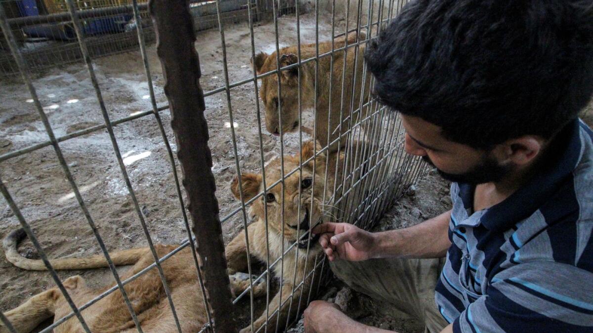 حارس حديقة الحيوان الفلسطيني أحمد جمعة يلعب مع أسد تم إجلاؤه من حديقة الحيوان في رفح بسبب العملية العسكرية الإسرائيلية، في محمية في خان يونس.  – الصورة: رويترز