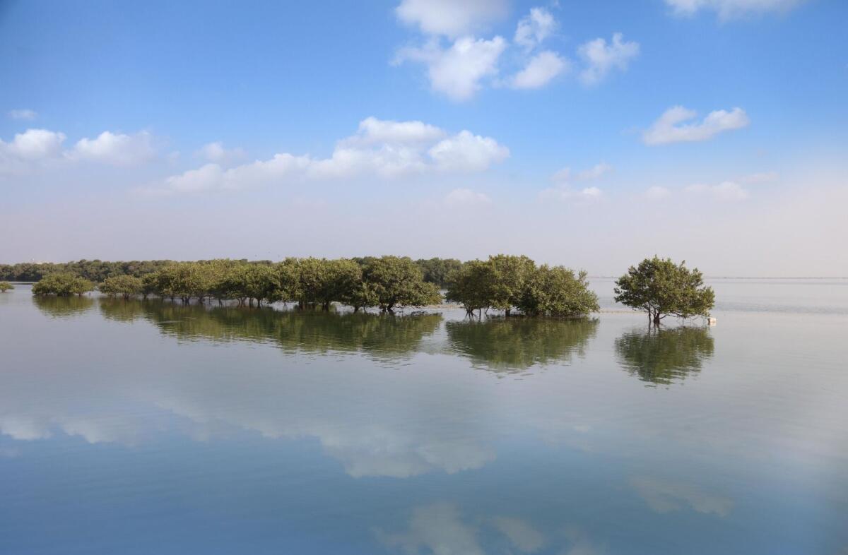 جزيرة الصينية وخور البيضاء، أم القيوين